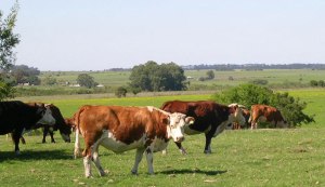 productores-pecuarios