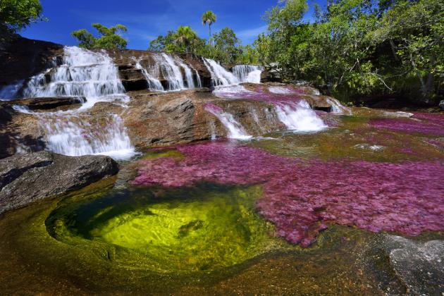 A waterfall is seen at the end of the rainy season, in August, when the water level finally decreases, in the Cano Cristales RIver in the Sierra de la Macarena in Colombia. It has become covered with a bright pink endemic aquatic plant, Macarenia Clavigera. (Photograph by Olivier Grunewald)