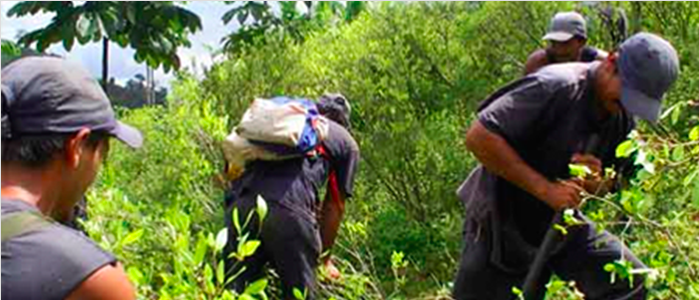 francisco_thoumi_aumento_cultivo_campesinos_cocacolero